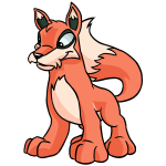 Salmon Orange Lupe