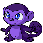 Regal Purple Mynci