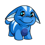 Sapphire Blue Poogle