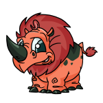 Salmon Orange Tonu