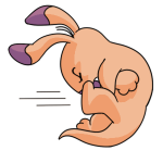 Orange Blumaroo