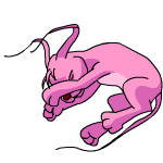 Pink Gelert