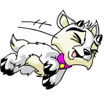 White Ixi
