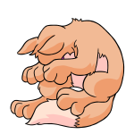Orange Lupe