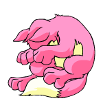 Pink Lupe
