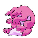Pink Lupe