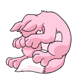 Pink Lupe