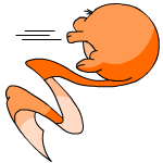 Orange Meerca