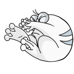 White Quiggle