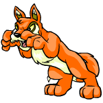 Orange Lupe