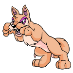 Orange Lupe