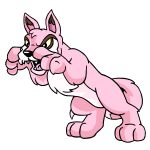 Pink Lupe