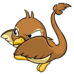 Brown Pteri