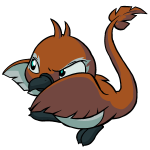Brown Pteri