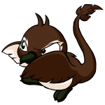 Brown Pteri