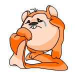Orange Meerca