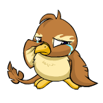 Brown Pteri
