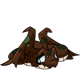 Brown Hissi