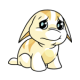 White Poogle